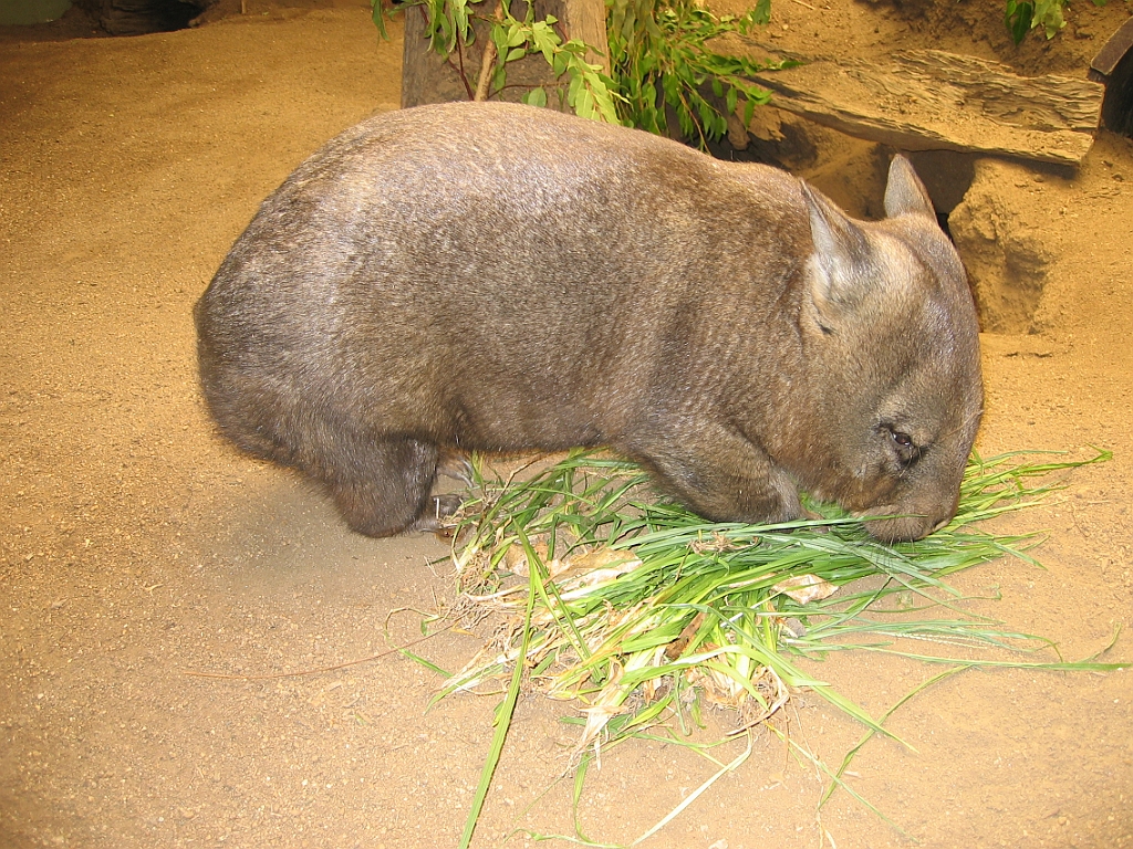 049 Rainforestation.jpg